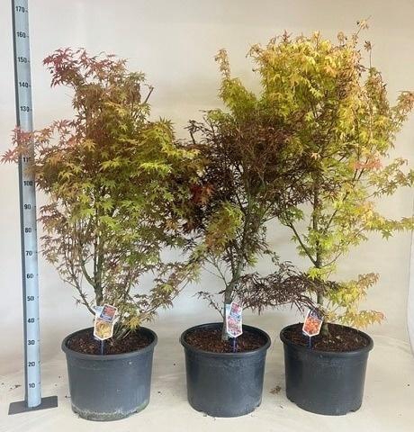 <h4>ACER PALMATUM</h4>
