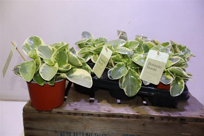 <h4>arr8 Pep Obt Variegata</h4>