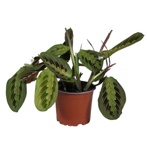 Maranta leuconeura 'Fascinator' 