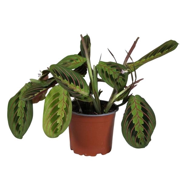 <h4>Maranta leuconeura 'Fascinator' </h4>