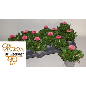 BELLIS P GR ROG ROSE