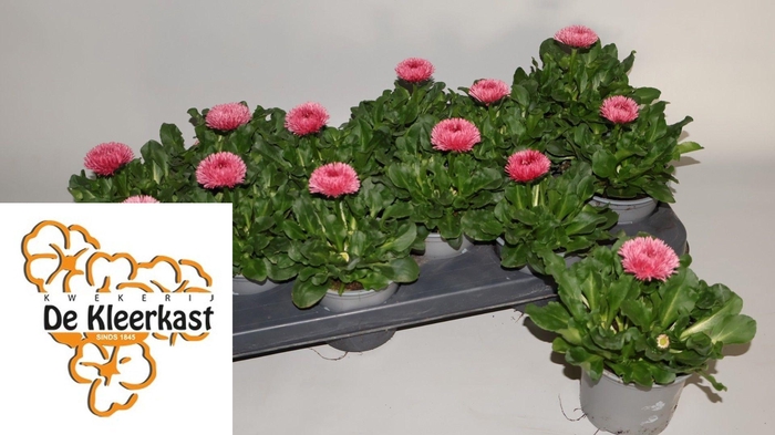 <h4>BELLIS P GR ROG ROSE</h4>