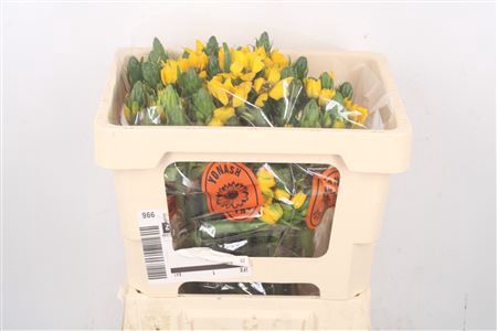 <h4>Ornithogalum Db Yellow Asa</h4>