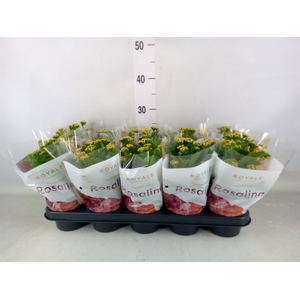 Kalanchoe blos. 'RosDon Nando'