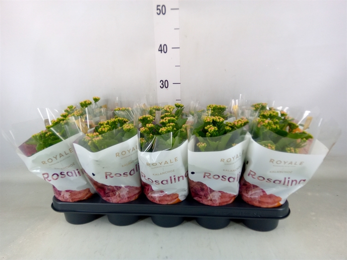 <h4>Kalanchoe blos. 'RosDon Nando'</h4>