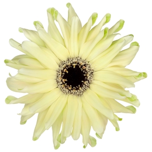 Gerbera Pastini Spritz Diamond