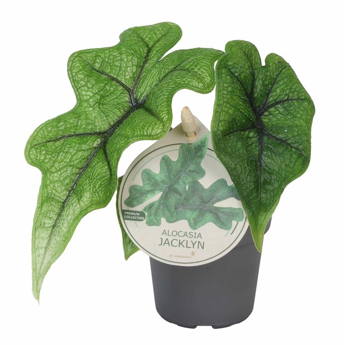 <h4>ALOCASIA BAGINDA P6 JACKLYNN ETIK</h4>
