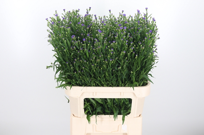 Aster Casamare