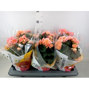 Begonia elat. DU 'Hailey Sunset'