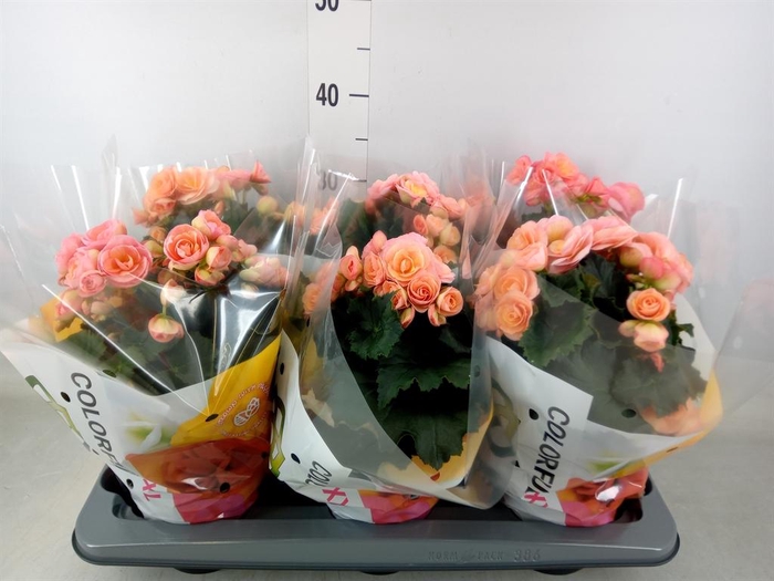 <h4>Begonia elat. DU 'Hailey Sunset'</h4>