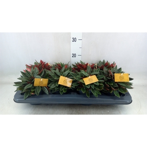 Peperomia caperata 'Rosso'