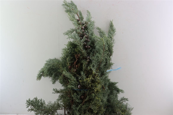 <h4>Arizonica 5kg P Pak</h4>