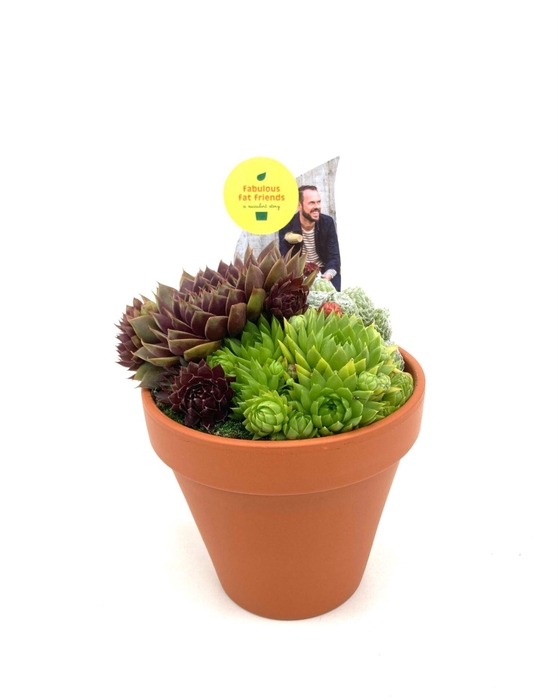 <h4>Arrangementen Sempervivum</h4>