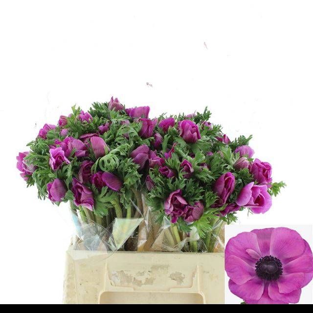 <h4>ANEM CO MIS + FUCSIA</h4>