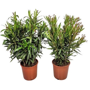 Nerium Oleander Bush - 2054