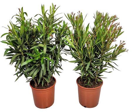 <h4>Nerium Oleander Bush - 2054</h4>