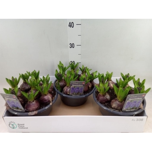 Hyacinthus orie. 'Blue Star'