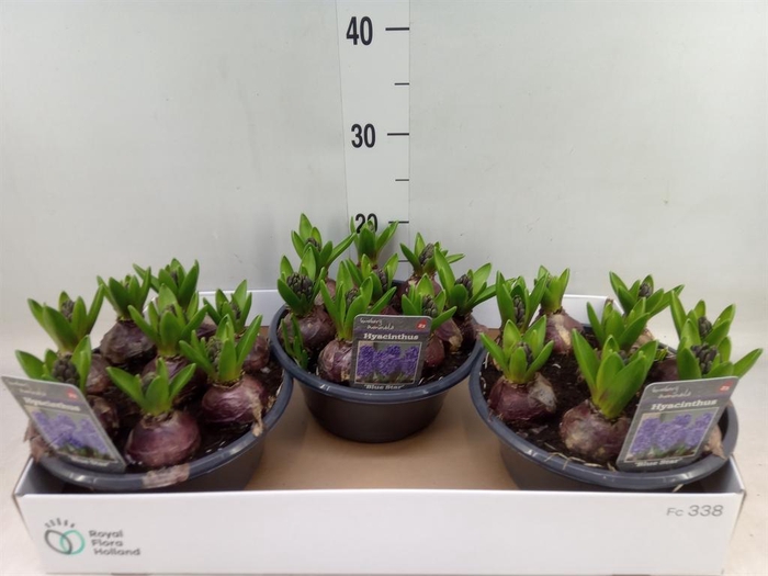 <h4>Hyacinthus orie. 'Blue Star'</h4>