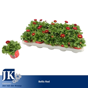 Bellis Red p10.5