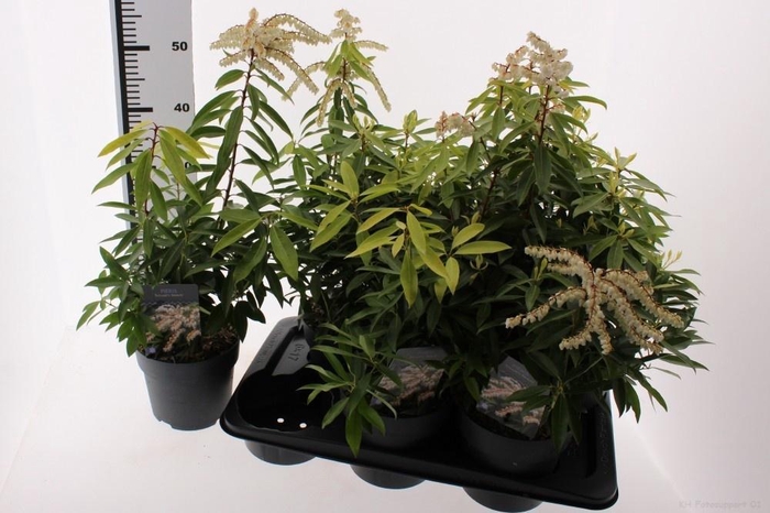 <h4>PIERIS FLORIBUNDA</h4>