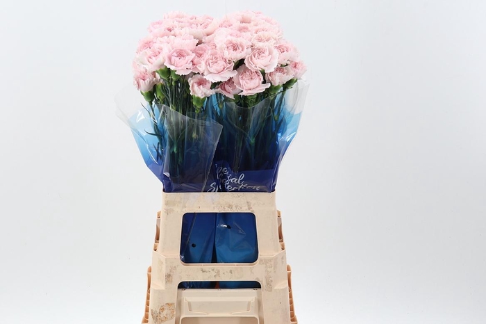 <h4>Di St Mudah Rosa hi</h4>