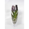 Vanda hybriden