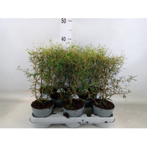 Sophora prostrata 'Little Baby'