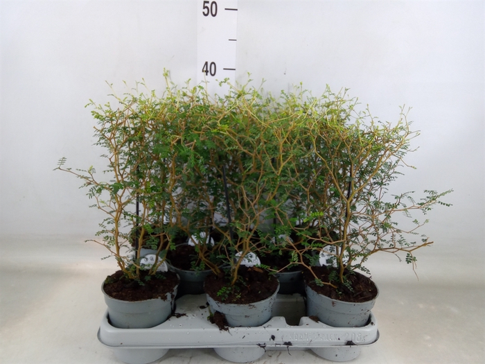 <h4>Sophora prostrata 'Little Baby'</h4>