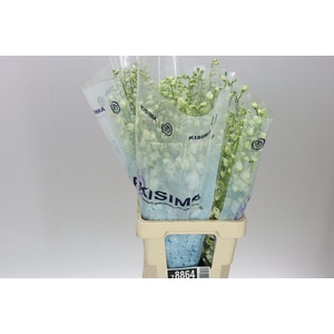 Delph El Guardian White