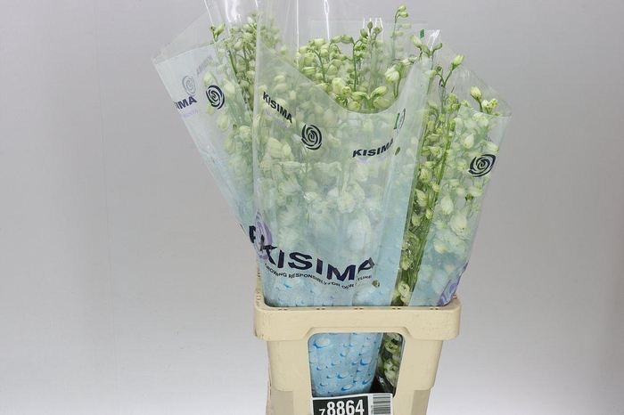 <h4>Delph El Guardian White</h4>