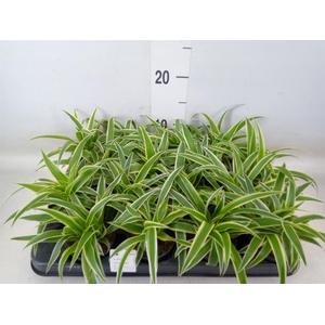 Chlorophytum com. 'Ocean'