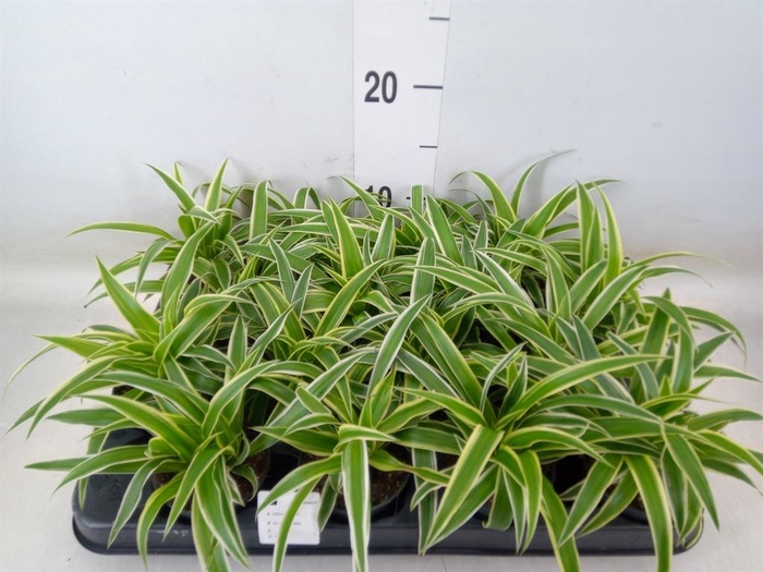 <h4>Chlorophytum com. 'Ocean'</h4>