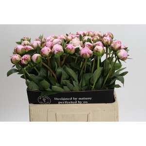 Paeonia Sarah Bernhardt XL