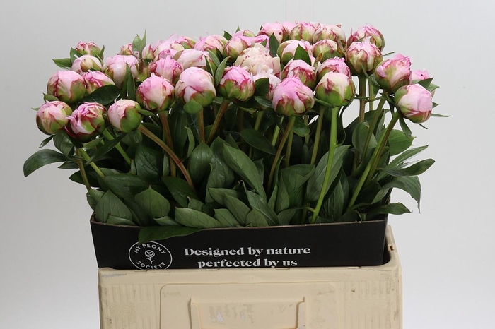 <h4>Paeonia Sarah Bernhardt XL</h4>