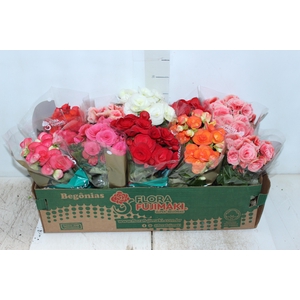 BEGONIA P11
