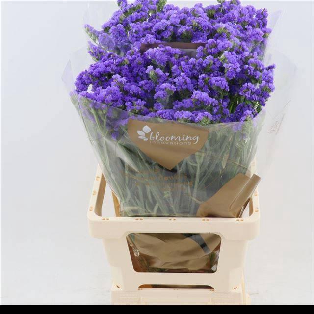 <h4>LIM S LEVIS WINGS</h4>