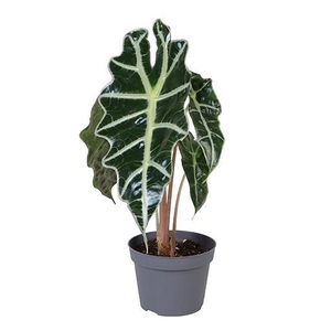 ALOCASIA SANDERIANA p10.5 dwarf