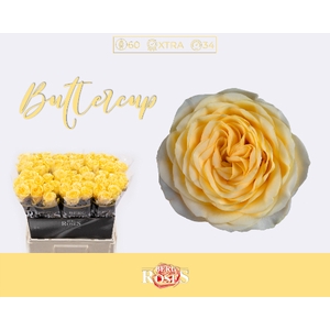 R GR BUTTERCUP 034