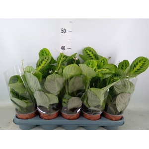 Maranta leuc. 'Lemon'