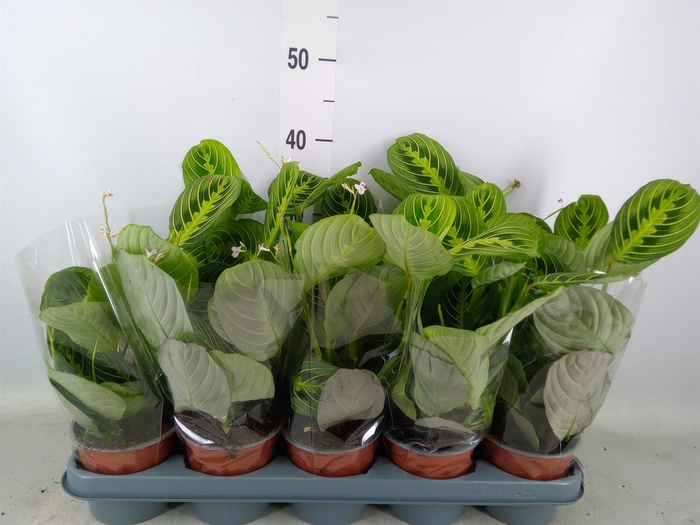 <h4>Maranta leuc. 'Lemon'</h4>