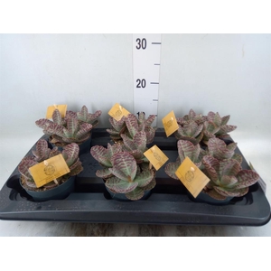 Kalanchoe humilis 'Surpris Desert'