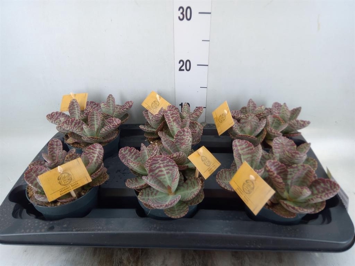 <h4>Kalanchoe humilis 'Surpris Desert'</h4>