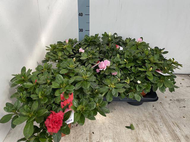 <h4>RHODO SI VOGEL GEM</h4>