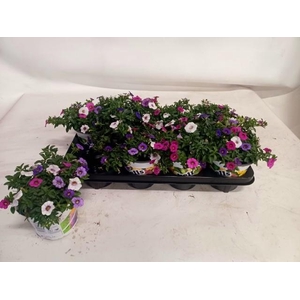 CALIB TRIOB P GEM PT