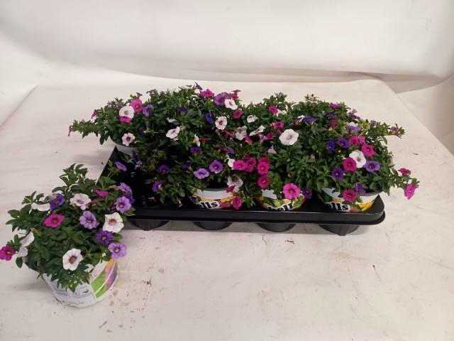 <h4>CALIB TRIOB P GEM PT</h4>