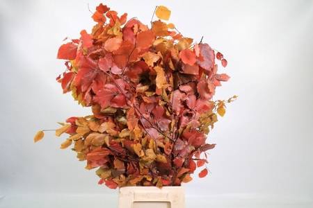 Faggio Preserved Autumn (beech,beuk)