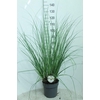 Cortaderia selloana