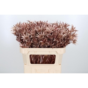 Eryn Orion Kl Bh Rose Goud