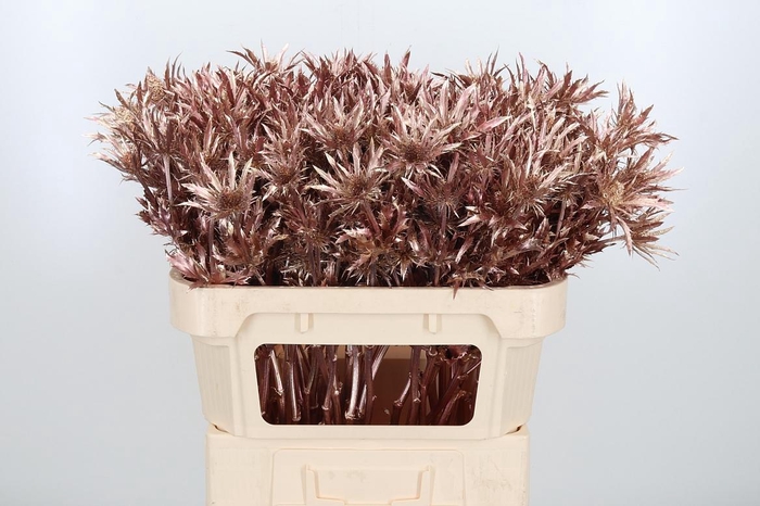 <h4>Eryn Orion Kl Bh Rose Goud</h4>