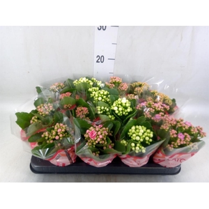 Kalanchoe blos.   ..rosebud mix  5
